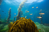 Kelp Bass (Paralabrax clathratus) group near Southern Sea Palm (Eisenia arborea), San Clemente Island, Channel Islands, California