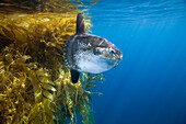 Ocean Sunfish (Mola mola) and Giant Kelp (Macrocystis pyrifera), San Diego, California