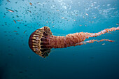 Black Sea Nettle (Chrysaora achlyos), Coronado Islands, Baja California, Mexico