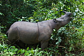 Sumatran Rhinoceros (Dicerorhinus sumatrensis) browsing, Sumatran Rhino Sanctuary, Way Kambas National Park, Indonesia