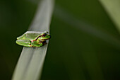 European Tree Frog (Hyla arborea) on leaf, Alsace, France