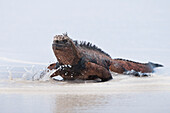 Marine Iguana (Amblyrhynchus cristatus) male on beach, Galapagos Islands, Ecuador