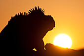 Marine Iguana (Amblyrhynchus cristatus) breeding male at sunset, Galapagos Islands, Ecuador