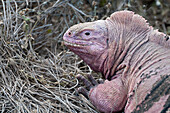 Galapagos Pink Land Iguana (Conolophus marthae) new species described in 2009, confined to highest volcano, Isabella Island, Galapagos Islands, Ecuador