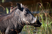 Warthog (Phacochoerus africanus) with Red-billed Oxpecker (Buphagus erythrorhynchus) on back, Botswana