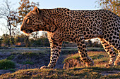 Leopard (Panthera pardus) at sunset, Botswana