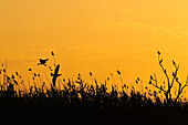 Osprey (Pandion haliaetus) chasing Cormorant (Phalacrocoracidae) at sunset, Volga Delta, Russia