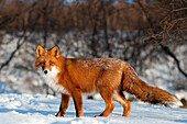 Red Fox (Vulpes vulpes) on snow, Kamchatka, Russia