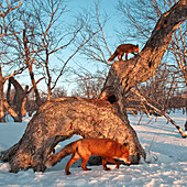 Red Fox (Vulpes vulpes) pair foraging, Kamchatka, Russia