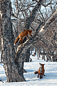 Red Fox (Vulpes vulpes) pair, one climbing tree, Kamchatka, Russia