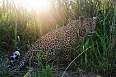 Leopard (Panthera pardus) in brush, Botswana