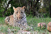 Leopard (Panthera pardus), Botswana