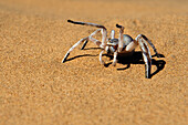Dancing White Lady Spider (Leucorchestris arenicola) in defensive posture, Namibia