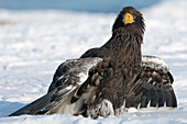 Steller's Sea Eagle (Haliaeetus pelagicus) juvenile displaying, Kamchatka, Russia