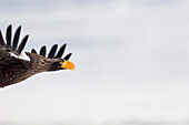 Steller's Sea Eagle (Haliaeetus pelagicus) flying, Kamchatka, Russia