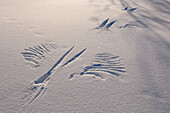 Raptor imprint in snow, left after bird foraged for prey hidden beneath the snow, Kamchatka, Russia
