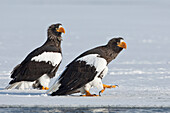 Steller's Sea Eagle (Haliaeetus pelagicus) pair on ice, Kamchatka, Russia
