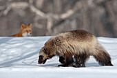 Wolverine (Gulo gulo) walking on snow with Red Fox (Vulpes vulpes) in the background, Kamchatka, Russia