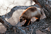 Wolverine (Gulo gulo) on tree, Kamchatka, Russia