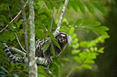 Common Marmoset (Callithrix jacchus) in tree, Sugarloaf Mountain, Rio de Janeiro, Brazil