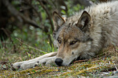 Gray Wolf (Canis lupus) resting, Alaska