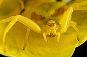 Crab Spider (Diaea dorsata) camouflaged on yellow flower, Alaska