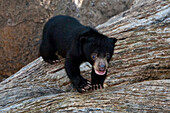 Sun Bear (Helarctos malayanus) cub, native to Asia