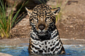 Jaguar (Panthera onca) in water, native to Central and South America