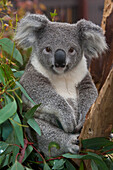 Koala (Phascolarctos cinereus), native to Australia