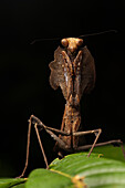 Malaysian Dead-leaf Mantis (Deroplatys desiccata) female, Gunung Mulu National Park, Malaysia