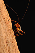 Cave Cricket (Diestrammena sp) pushing her ovipositor into the spongy surface of the limestone cave to lay eggs, Gunung Mulu National Park, Malaysia