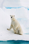 Polar Bear (Ursus maritimus) sitting on ice, Svalbard, Norway