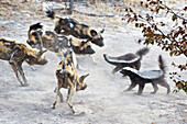 African Wild Dog (Lycaon pictus) pack facing off with two Honey Badgers(Mellivora capensis), northern Botswana