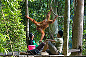 Sumatran Orangutan (Pongo abelii) being fed by handlers in rehabilitation program, Gunung Leuser National Park, northern Sumatra, Indonesia