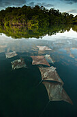 Golden Cownose Ray (Rhinoptera steindachneri) group, Santa Cruz Island, Galapagos Islands, Ecuador