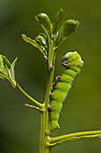 Ello Sphinx Moth (Erinnyis ello) caterpillar on mangrove sprout, Puerto Ayora, Santa Cruz Island, Galapagos Islands, Ecuador