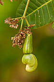 Cashew (Anacardium occidentale) nut growing, Pantanal, Brazil