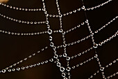 Spider web with beads of dew, France