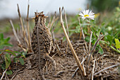 Texas Horned Lizard (Phrynosoma cornutum) in alert posture, southern Texas