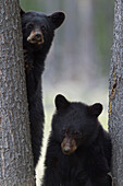 Black Bear (Ursus americanus) yearling cubs at base of spruce tree, Alberta, Canada