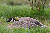 Canada Goose (Branta canadensis) at nest with gossling, northwest Montana