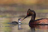 Eared Grebe (Podiceps nigricollis) feeding newborn chick, central Montana