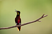 Crimson Topaz (Topaza pella) hummingbird calling, Rewa River, Iwokrama Rainforest Reserve, Guyana
