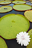 Amazon Water Lily (Victoria amazonica) flower in permanent ponds in savannah, Rupununi, Guyana