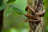 Common Tree Boa (Corallus hortulanus) wrapped around tree trunk, Rupununi, Guyana