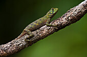 Racerunner Lizard (Plica sp), Iwokrama Rainforest Reserve, Guyana