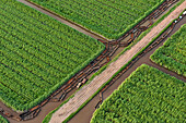 Sugarcane (Saccharum officinarum) plantations and empty canal, Guyana