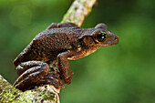 Manaus Slender-legged Treefrog (Osteocephalus taurinus), Iwokrama Rainforest Reserve, Guyana