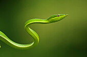 Green Vine Snake (Oxybelis fulgidus), Iwokrama Rainforest Reserve, Guyana