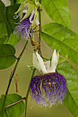 Bell-apple Passion Flower (Passiflora nitida) flowers, Turtle Mountain, Iwokrama Rainforest Reserve, Guyana